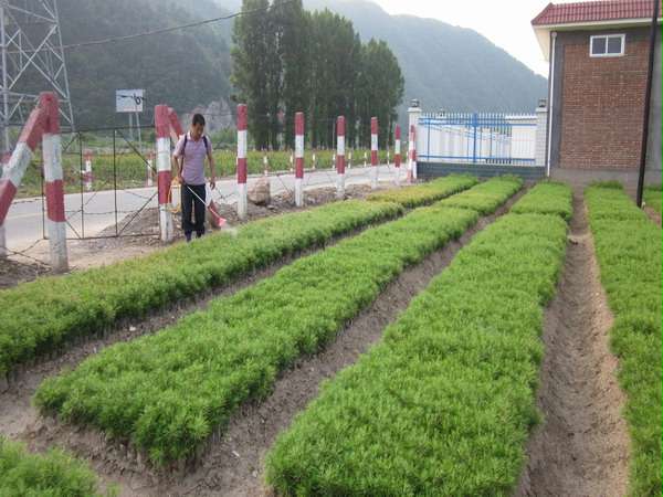 种苗培育管理中心